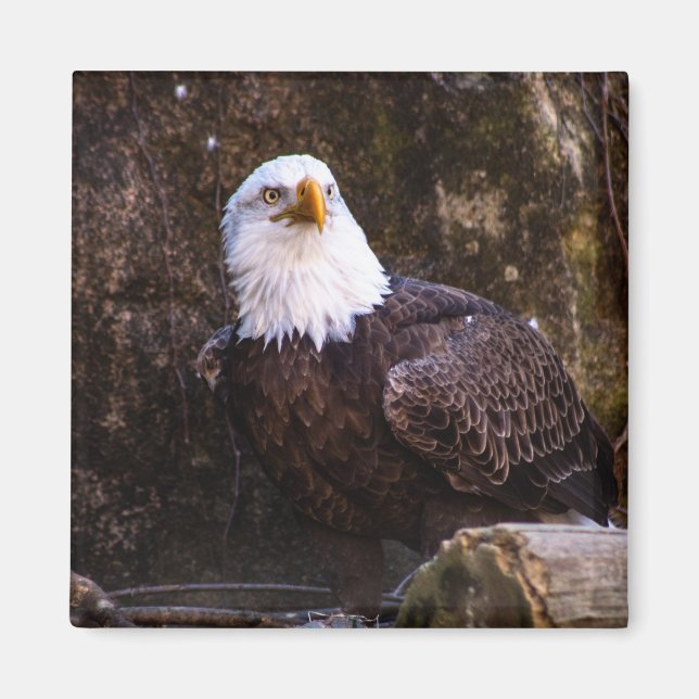 Bald Eagle Magnet (Front)