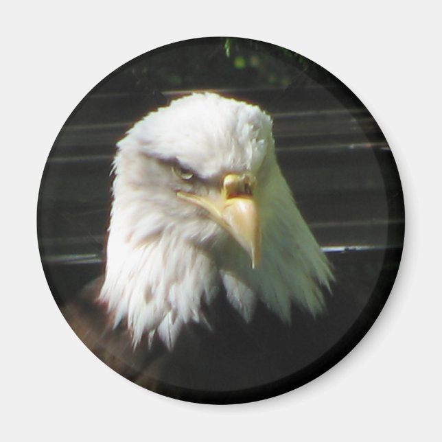 Bald Eagle Magnet (Front)