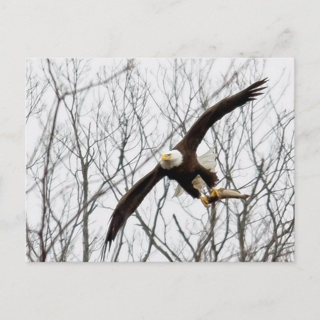 Bald Eagle Meal Delivery Postcard (Front)