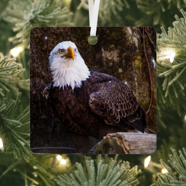 Bald Eagle Metal Ornament (Insitu)