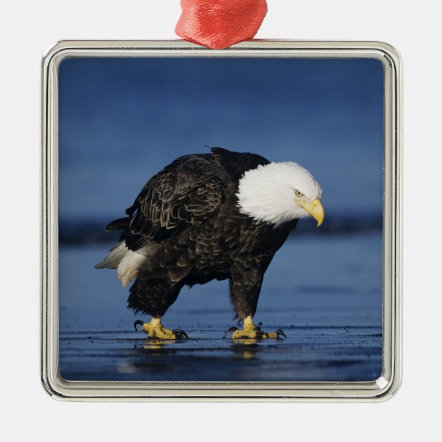Bald Eagle Metal Ornament (Front)