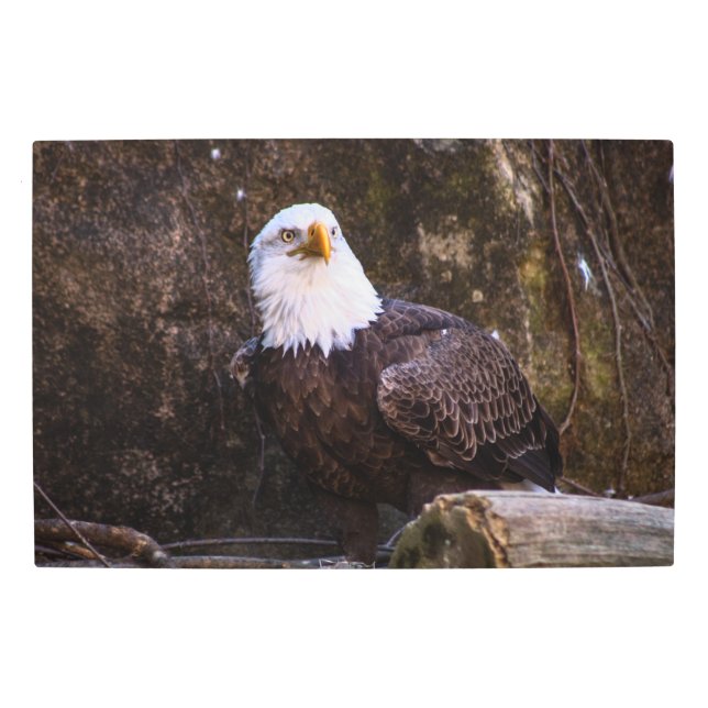 Bald Eagle Metal Print (Front)