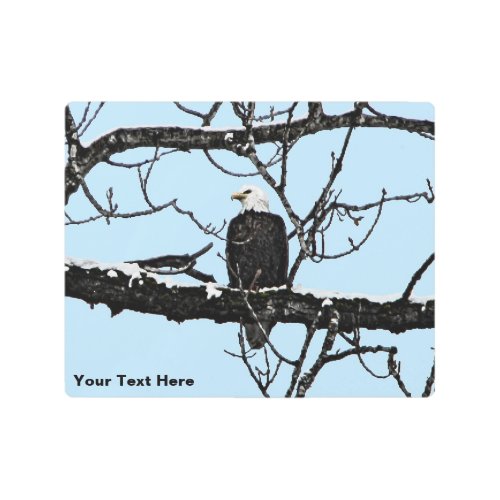 Bald Eagle Metal Print