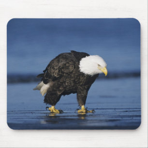 Bald Eagle Mouse Pad