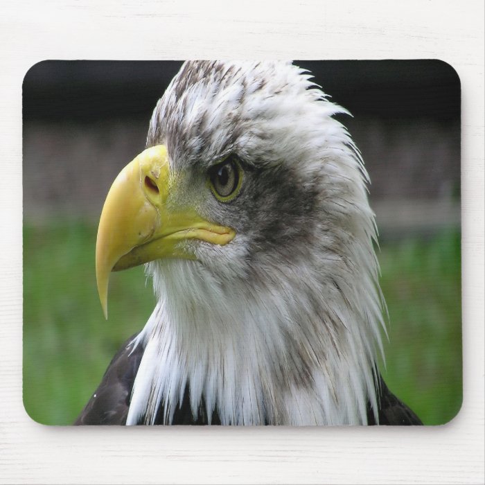 Bald Eagle Mousepad