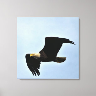 Bald Eagle Nature Portrait Canvas Print