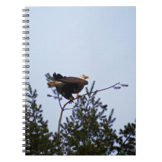 Bald Eagle Notebook