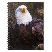 Bald Eagle Notebook