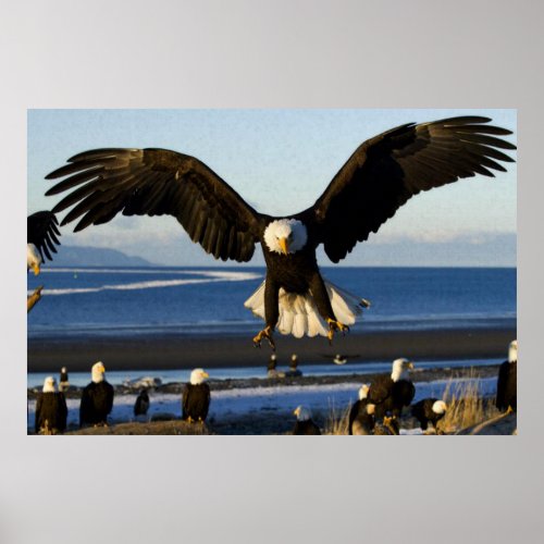 Bald Eagle ocean poster