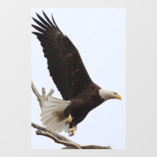Bald Eagle Of Columbiana, Ohio Window Cling
