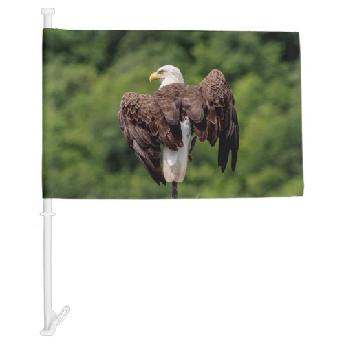 Bald Eagle on a branch Car Flag