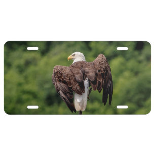 Bald Eagle on a branch License Plate