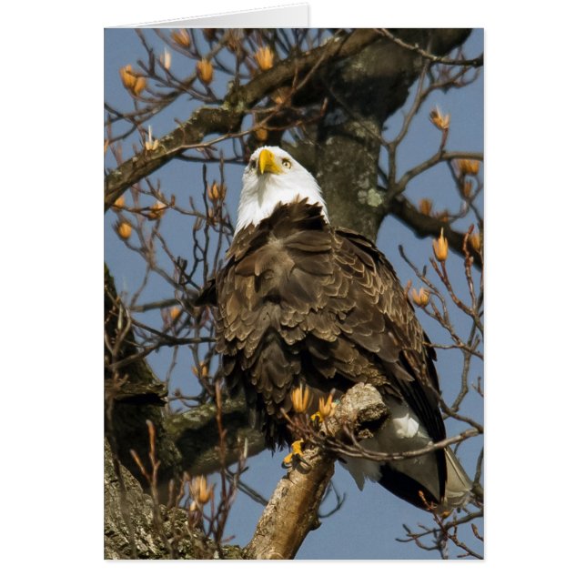 Bald Eagle On A High Perch Cards (Front)