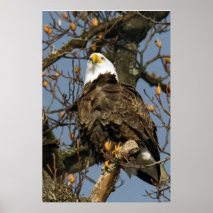 Bald Eagle On A High Perch Poster