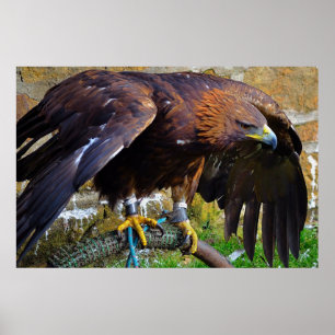 Bald Eagle On A Rope poster