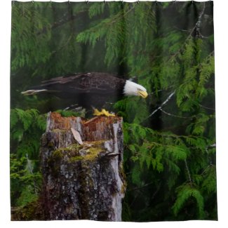 Bald Eagle on a stump Shower Curtain