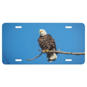 Bald Eagle on a tree branch License Plate