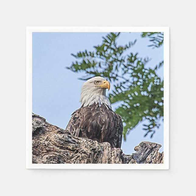 Bald Eagle on a tree branch Paper Napkins (Front)