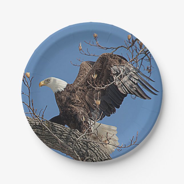 Bald Eagle on a tree branch Paper Plates (Front)