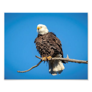 Bald Eagle on a tree branch Photo Print