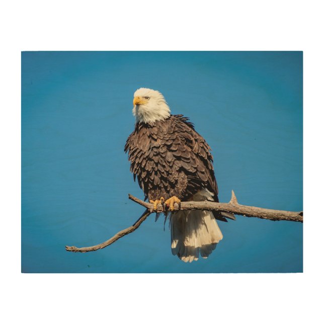 Bald Eagle on a tree branch Wood Wall Art (Front)
