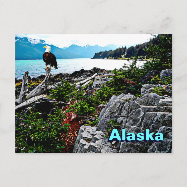 Bald Eagle On Alaska Coast Postcard (Front)