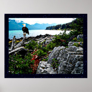 Bald Eagle On Alaska Coast Poster