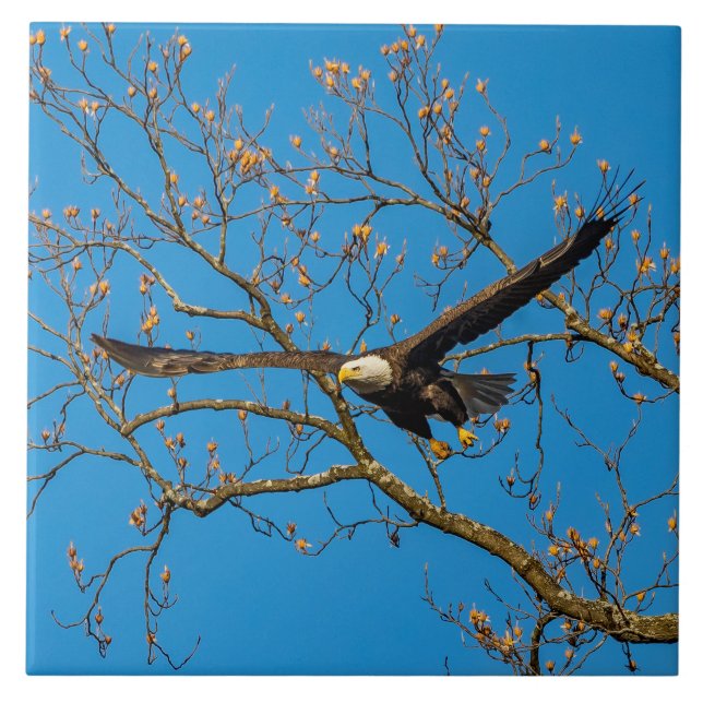 Bald Eagle On Blue Ceramic Tile (Front)