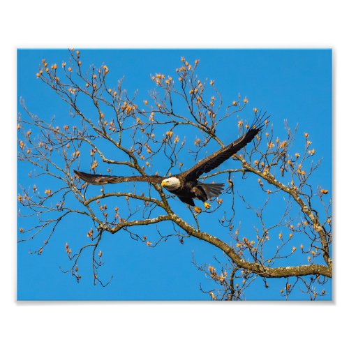 Bald Eagle On Blue Photo Print