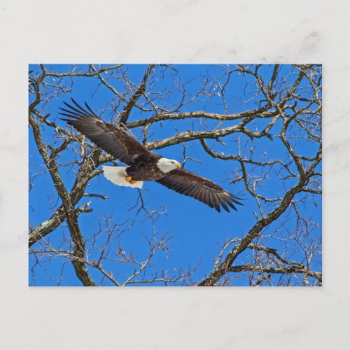 Bald Eagle On Blue Postcard