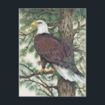 Bald Eagle on Branch Postcard<br><div class="desc">Bald Eage on Branch  Artist: Tim OToole</div>
