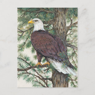 Bald Eagle on Branch Postcard