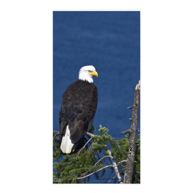 Bald Eagle on Fir Tree - Photo Card (Front)