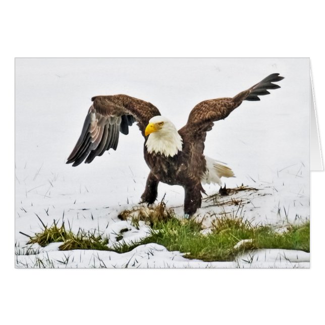 Bald Eagle on Grass and Snow Cards (Front Horizontal)