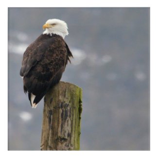 Bald eagle on post acrylic print