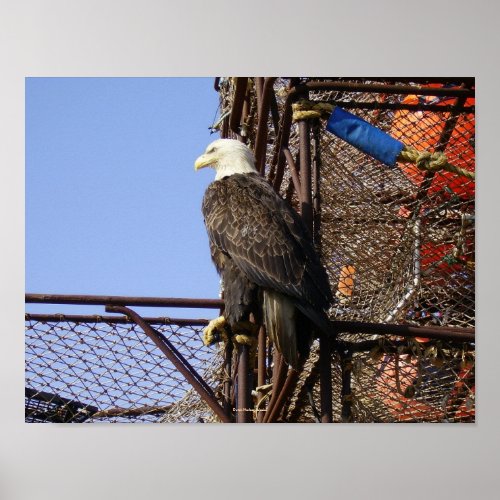 Bald eagle on Stacked Crabpots Poster