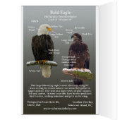 Bald Eagle on the Hunt (Inside (Left))