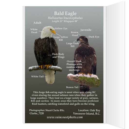 Bald Eagle on the Hunt (Inside (Left))