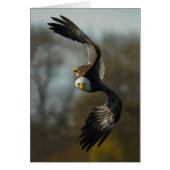 Bald Eagle on the Hunt (Front)