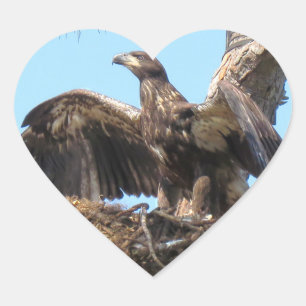 Bald Eagle Open Wings Stickers