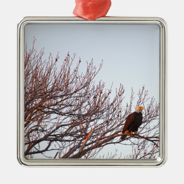 Bald Eagle Ornament (Front)