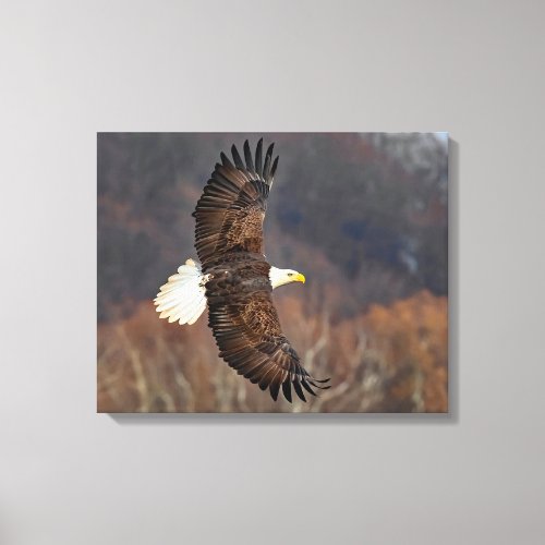 Bald Eagle Over Autumn Trees Canvas Print