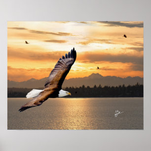 Bald Eagle Over Olympic Mountain Sunset Fine Art Poster