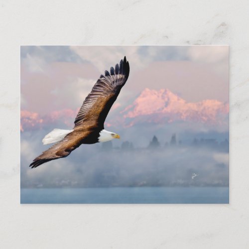 Bald Eagle Over Olympic Mtns Fine Art Photography Postcard