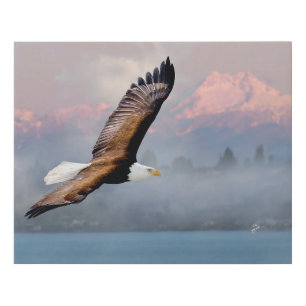 Bald Eagle Over Olympics, Lake Washington Fine Art Faux Canvas Print