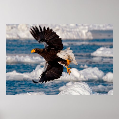 Bald Eagle Over Snow Poster