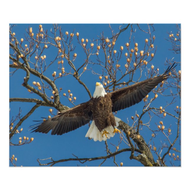 Bald Eagle Overhead Photo Print (Front)