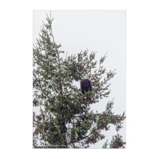 Bald Eagle P2825 Acrylic Print