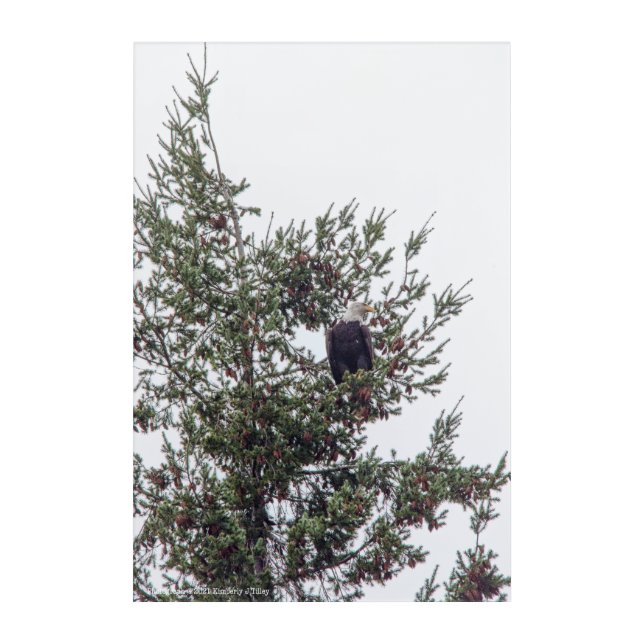 Bald Eagle P2825 Acrylic Print (Front)