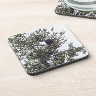Bald Eagle P2825 Beverage Coaster